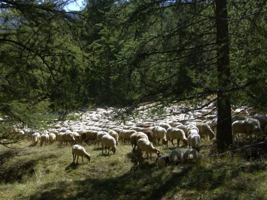 Rougnouse Allos
